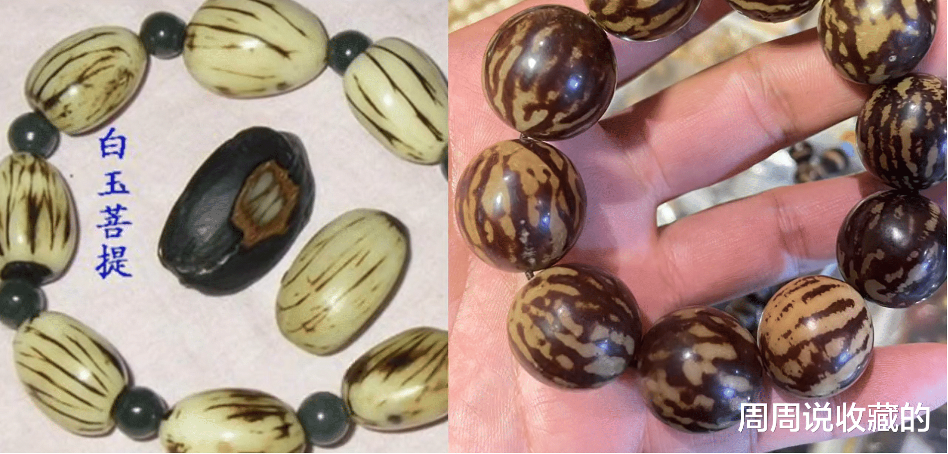 菩提根|关于菩提根和白玉菩提的叫法,到底是不是一回事?