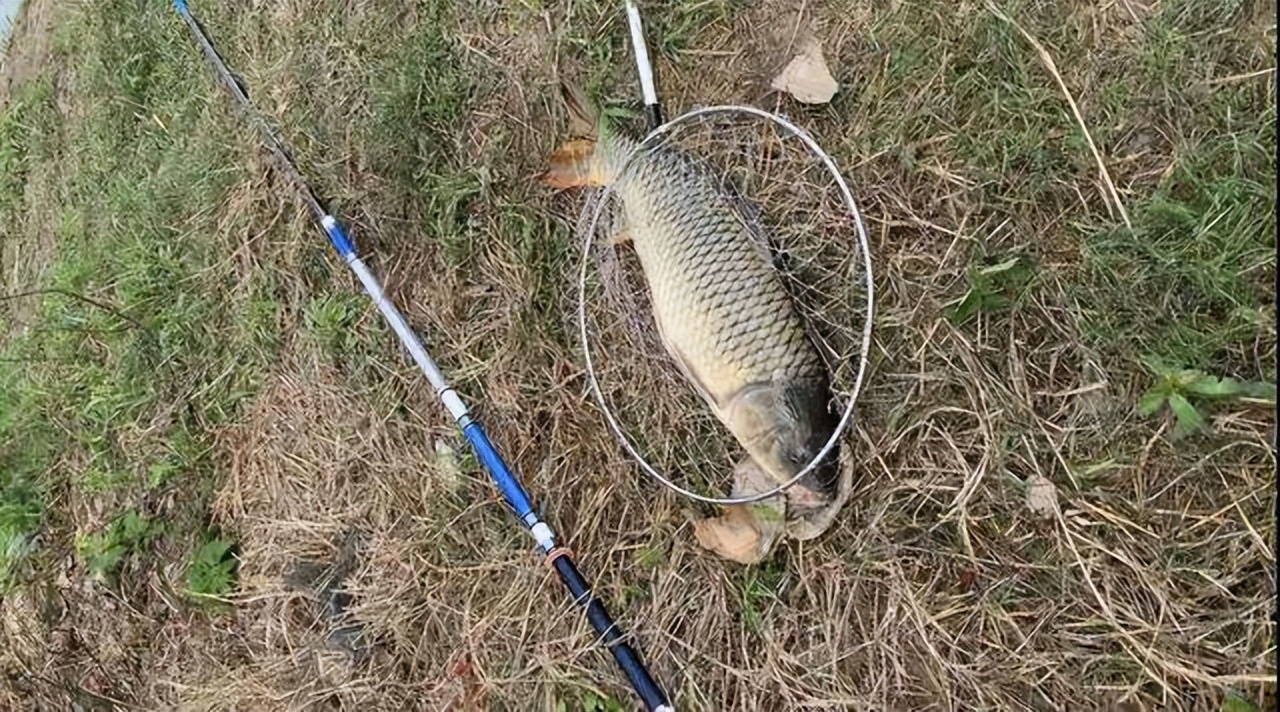 姬昌|鱼漂不是上顶就是下顿，提竿却空空如也，当真是我不适合钓鱼？