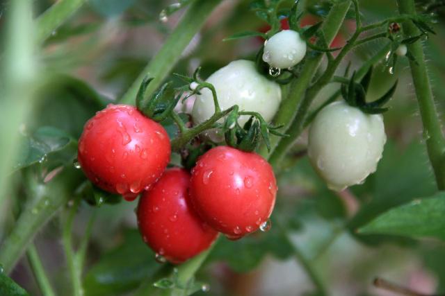 西红柿|西红柿对男性的作用，男人们需要知道哟