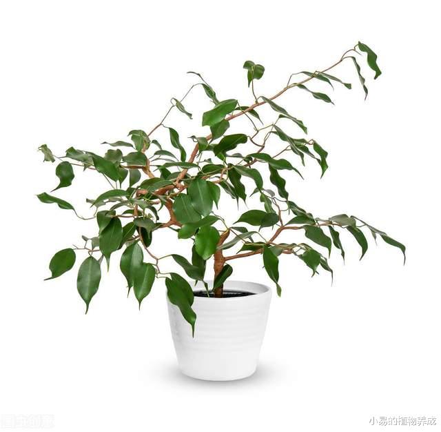 新装修的房子，一定要养的几种“盆栽”，堪称天然空气净化机