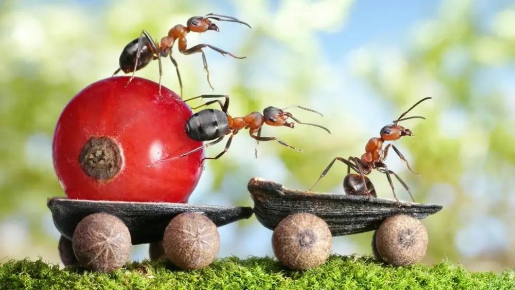 为什么说蚂蚁是地球上进化得最成功的生物？它们不仅会种地，还会放牧