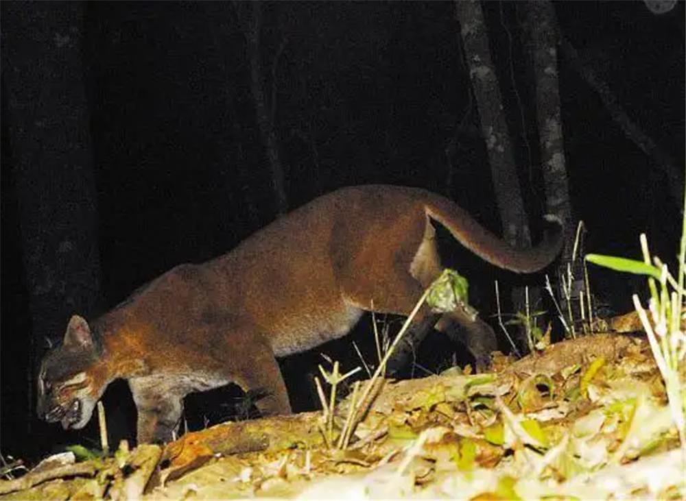婆罗洲发现火虎，一身火红皮毛，跳起来撕咬赤麂，循着足迹抓野猪