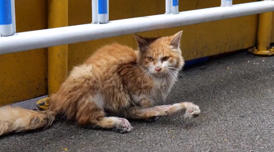 多处骨折，宠物医生都建议安乐的流浪猫，历经痛苦后终于迎来希望