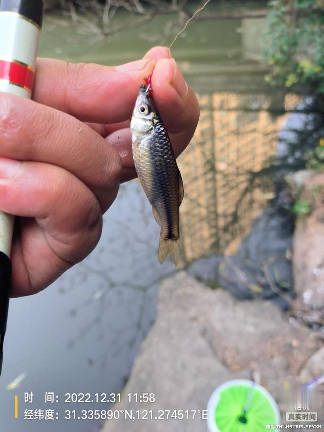 |2022年最后一钓，最大的鱼是斤鲫！