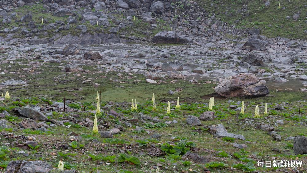 川藏公路|在川藏线遇到“大白菜”，再好奇也不能碰一下！当地人：你碰不起