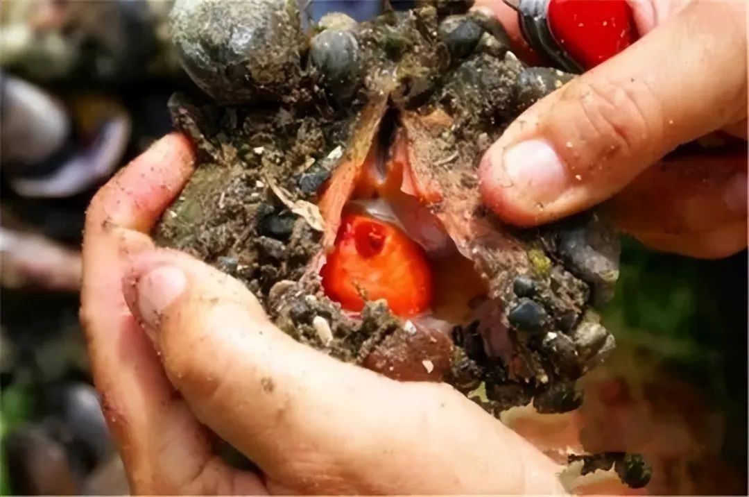 没有大脑,也没长眼睛!海菠萝通过2个小孔,让海水循环获得微生物来补充营养