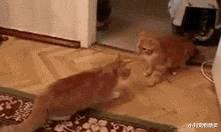 别再被猫咪软萌可爱的外表欺骗了，猫：小拳拳捶你胸口！