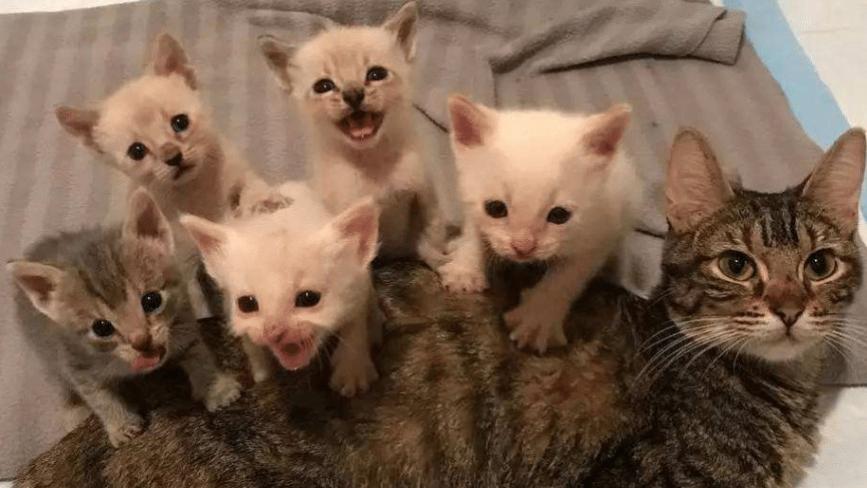 猫交配时，为何叫声都很凄惨？人类与猫科动物有哪里不一样呢？