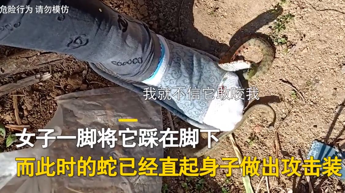 女子菜地发现蛇,一脚踩住录像发网上,网友关心女子:你还活着吗