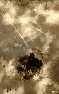 娱乐圈|央视爸爸：拯救不了娱乐圈，那我就接手娱乐圈