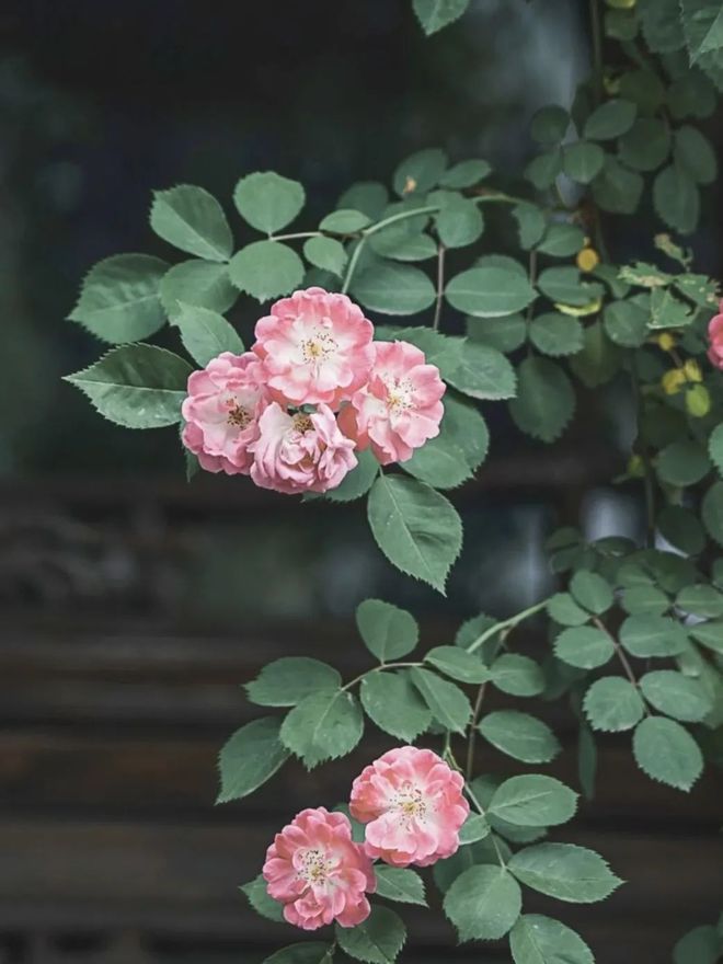 小红书 当鲜花拥有生命，她们会化什么妆？