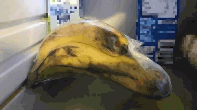 香蕉|这5种食物千万别放冰箱,不仅不保鲜,或许还有致癌的风险!