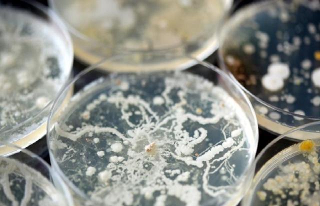 为了永生,科学家给自己注射350万年前的细菌,现在如何了?