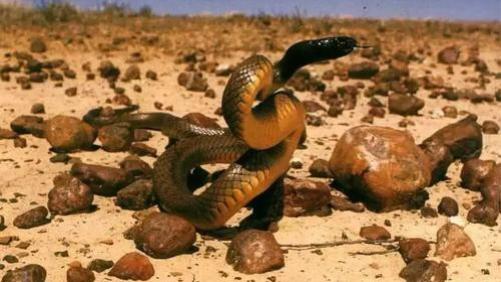 世界上最毒的毒蛇——内陆太攀蛇，大名鼎鼎却轻易被其他蛇类捕杀