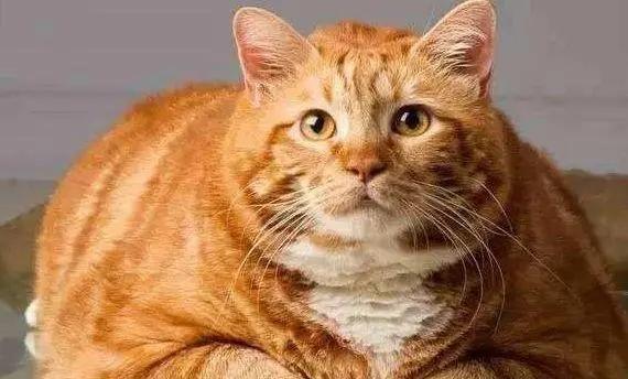 体型一样大的情况下,猫能不能打过霸王龙?为什么?