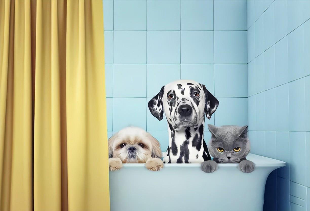 新手养猫指南｜新手养猫需要做哪些准备