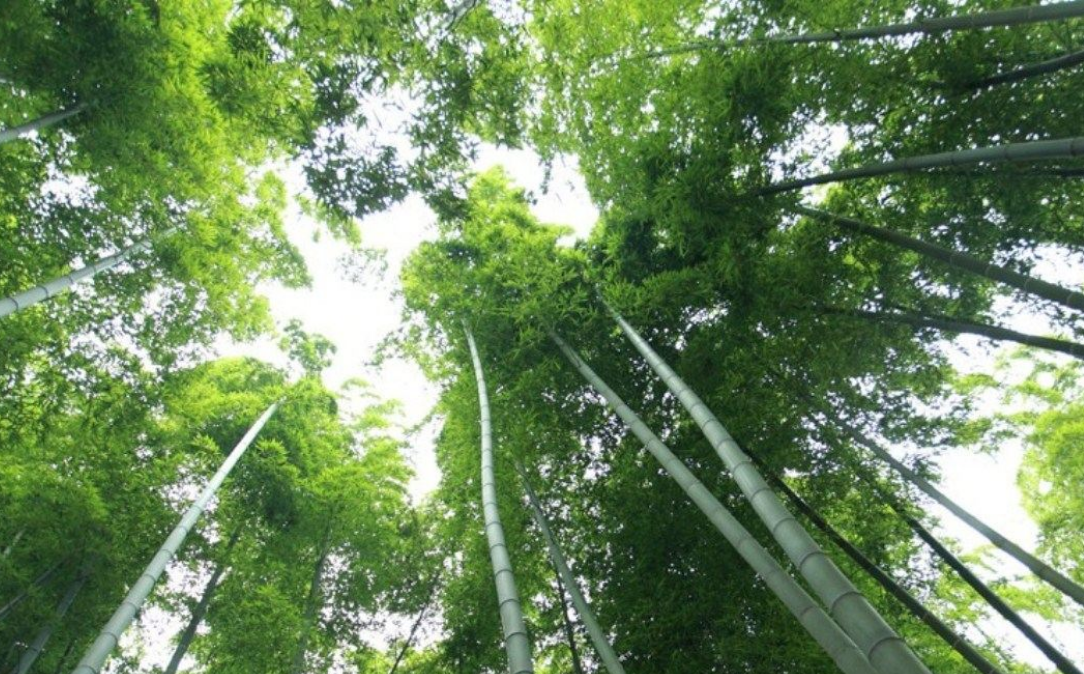 莫干山|德清,你去过这个地方吗?跟我一起看看吧