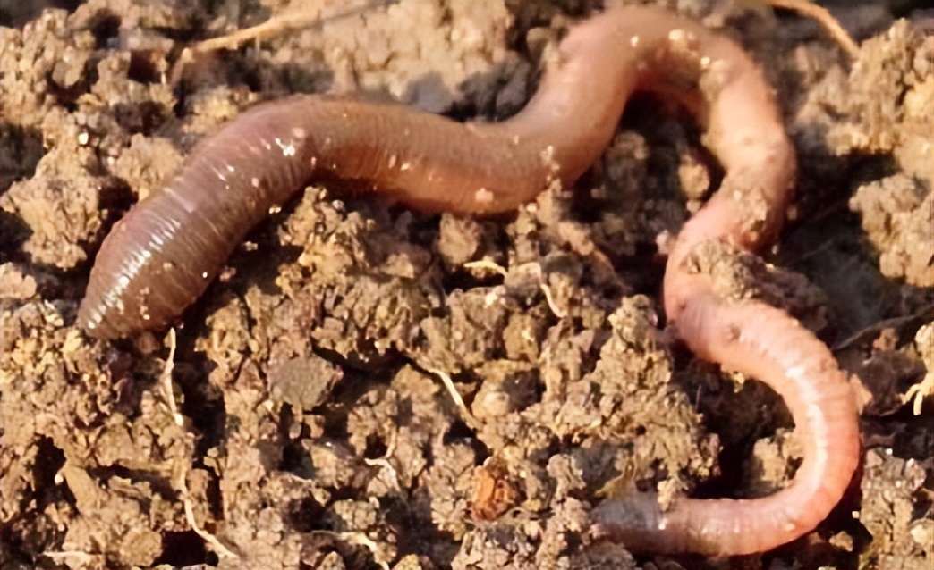 饵料|深秋季节，分享蚯蚓作饵的几个技巧和方法，帮你提高垂钓效果