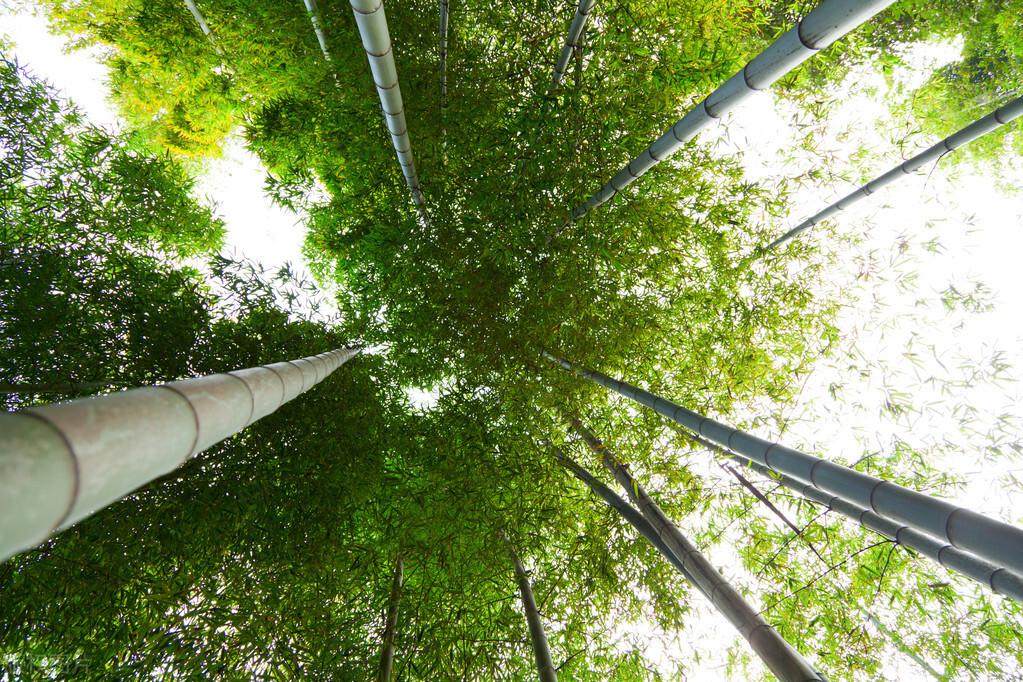 莫干山|郭进拴|游莫干山记