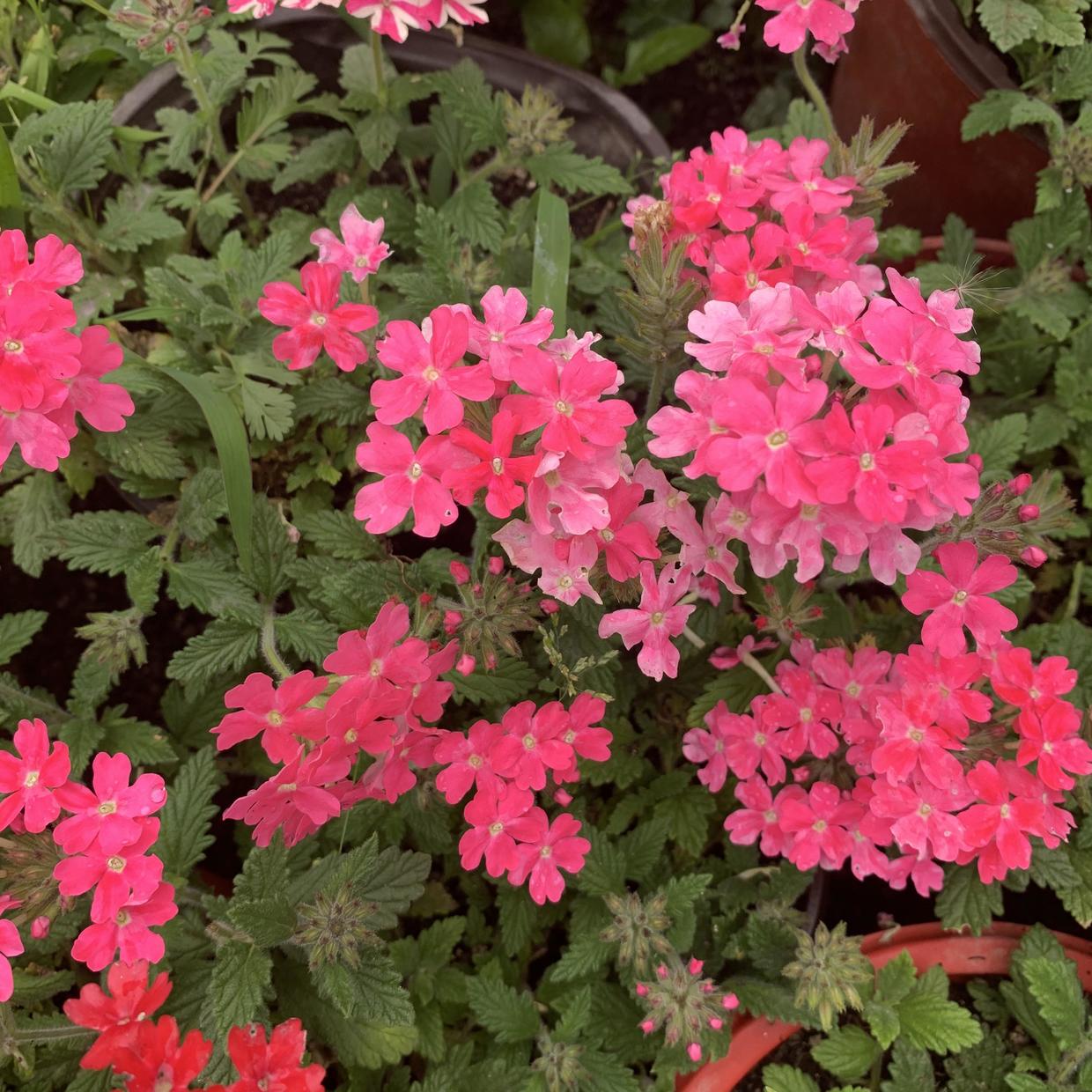 立春后,10种花适合阳台养护,几块钱一盆,打造“阳台花园”