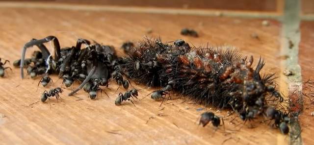 食人行军蚁黑潮袭来吞没一切生物,1800人军队竟被行军蚁灭团?