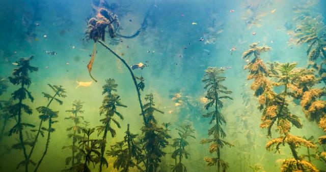 排水挖河的治污方法劳民伤财?科学家提议:用水草和贝壳就能搞定