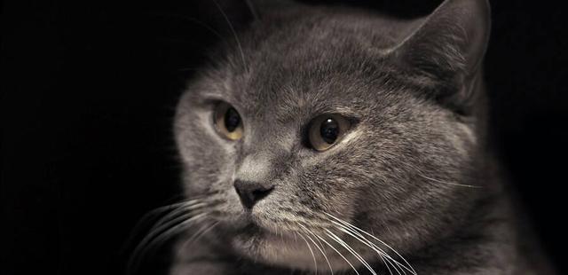 目前全世界年龄最大的猫!相当于人类年龄120岁!