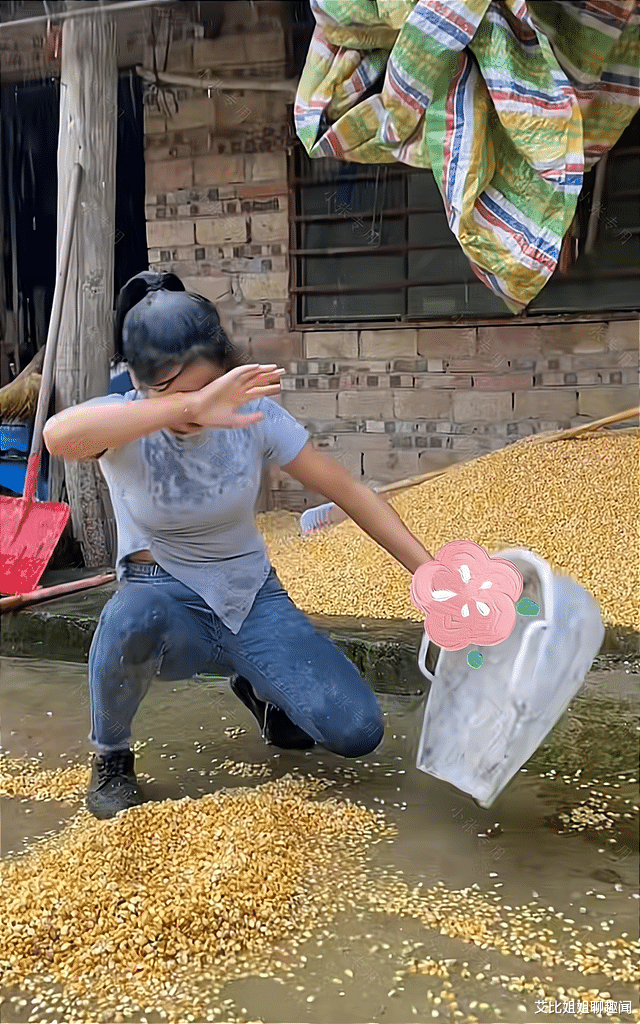 女子在雨天抢收晾晒的玉米,家人不帮忙,还嘲笑她像落汤鸡
