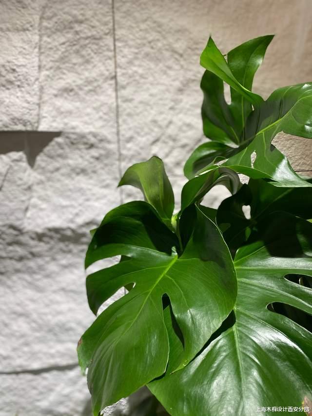 PU石为什么可以“以假乱真”?