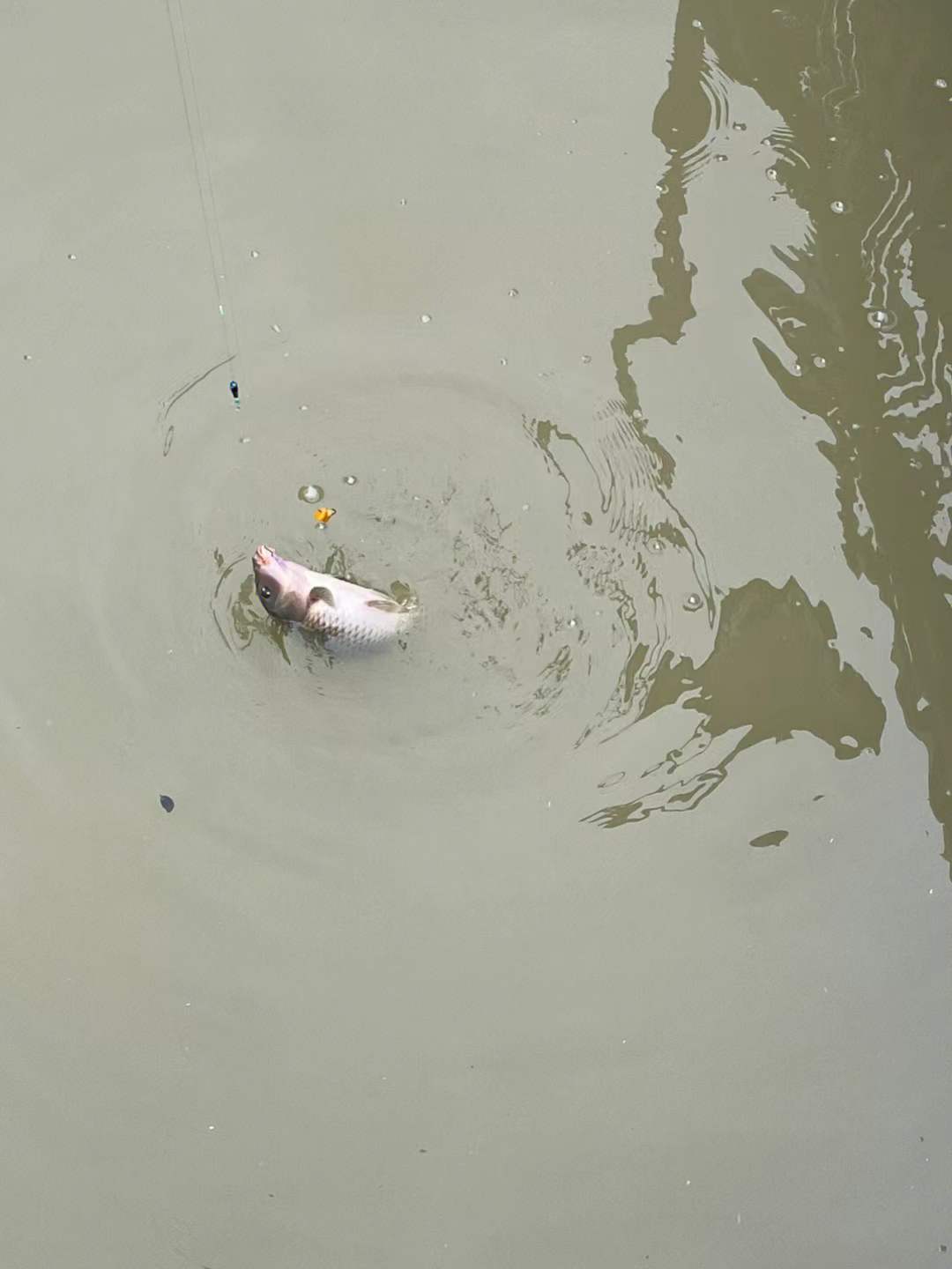 饵料|“四个步骤”调整一下,有效避免小鱼闹窝!