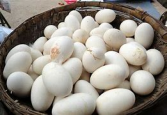 养生|吃鹅的人很多,但为什么吃鹅蛋很少见,也很难看到有鹅蛋卖