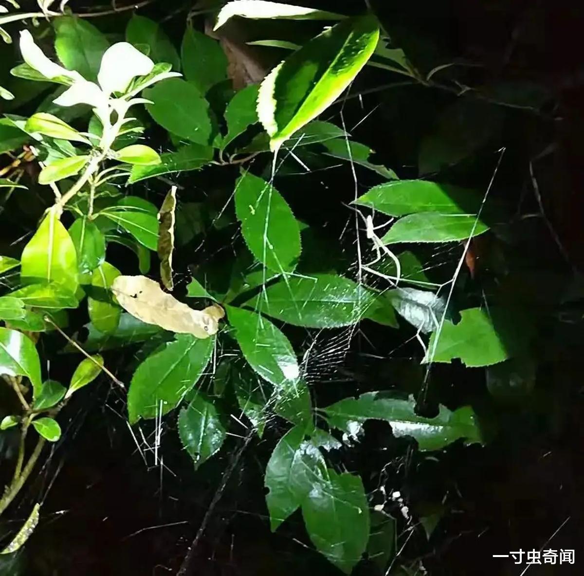 挽救“水塘杀手”,能捕鸟类、蛙类、鱼类的植狡蛛,为何濒临灭绝