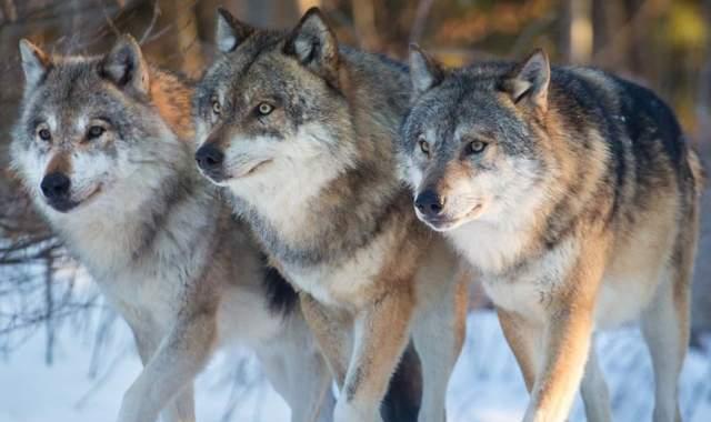 以家庭为单位的狼群中，低级狼并无交配权，如何繁衍自己的后代？