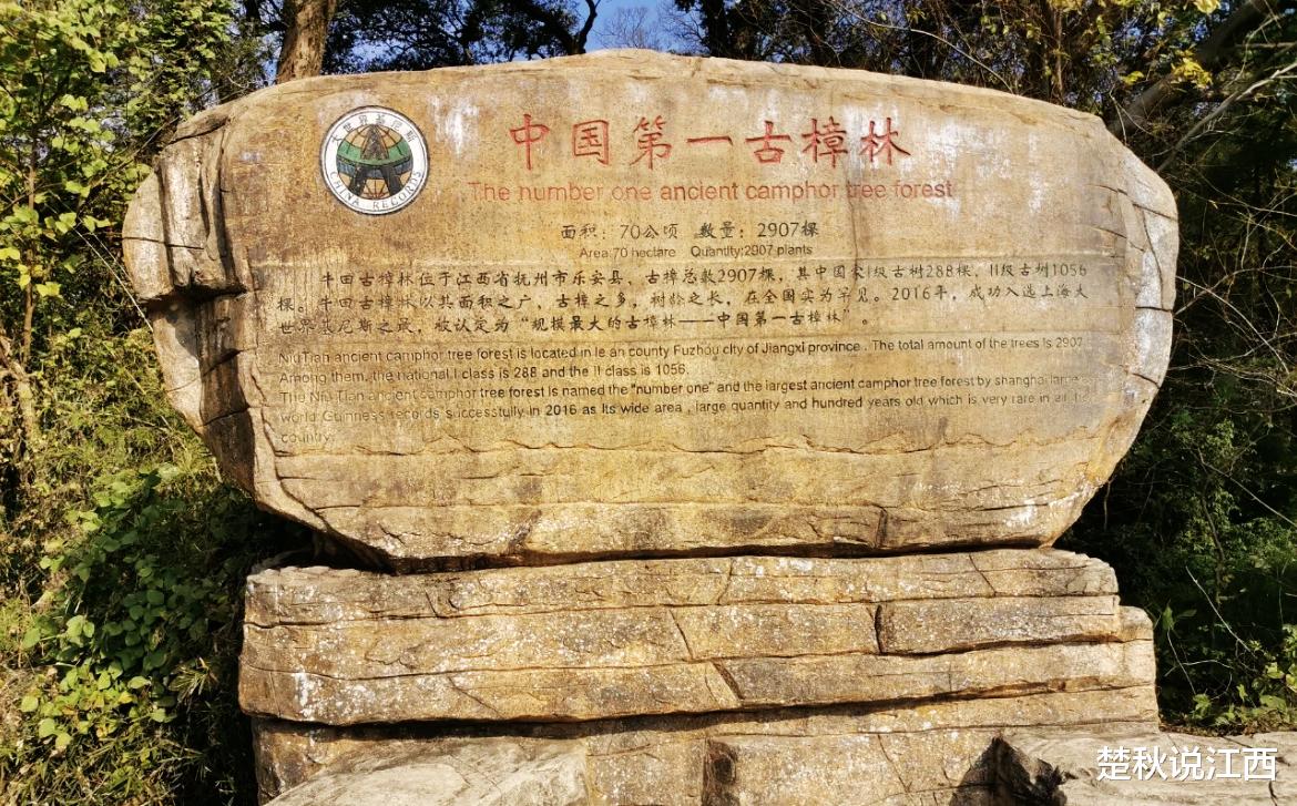 古镇|中国最大的千年古樟林在江西！10000株古树美到梦幻，是人间又似仙境