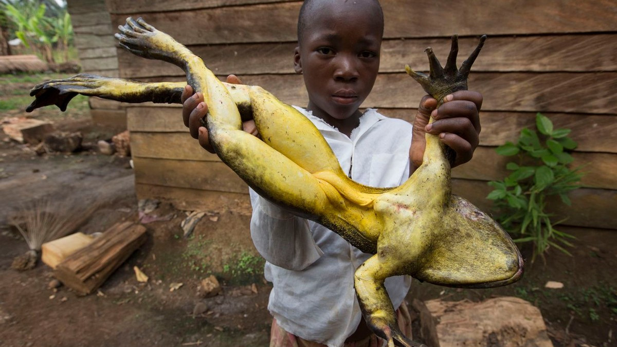 非洲“巨型蛙”长约1米，蝌蚪有鹅蛋那么大，为何还会濒临灭绝？