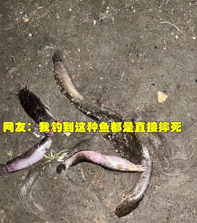 福建南平:外公钓回来许多大鱼,男子却发愁了,这些鱼能吃吗?