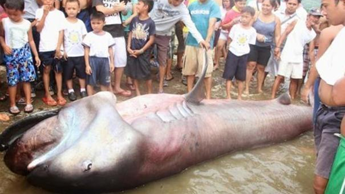 大嘴鲨：鲨鱼中的另类苦行僧，长五米，行踪诡秘，经常被同类相食