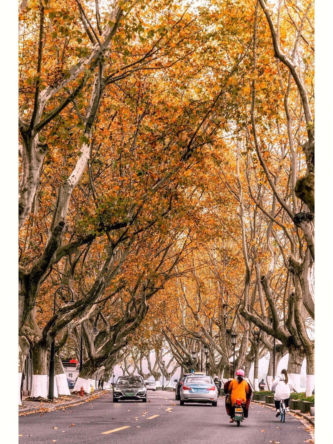 池塘|杭州秋天最美8条路合集
