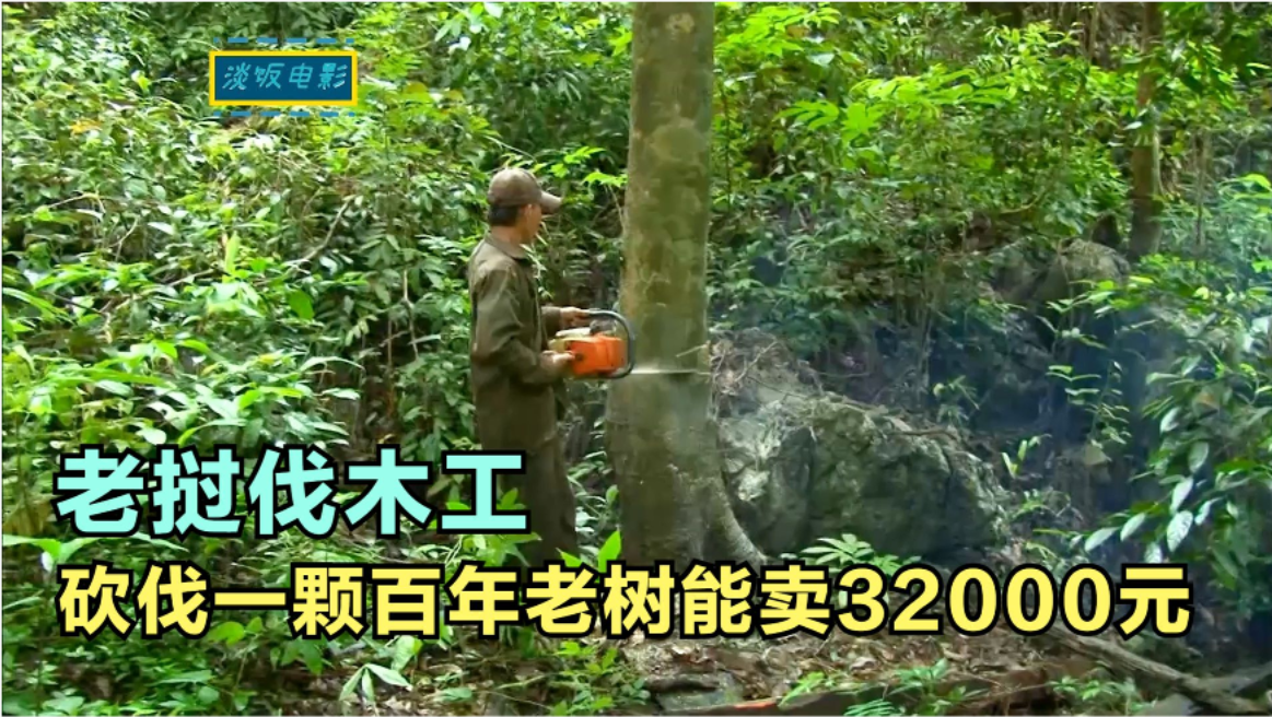 老挝伐木工:百年老树他们随意砍,一棵能卖到32000元