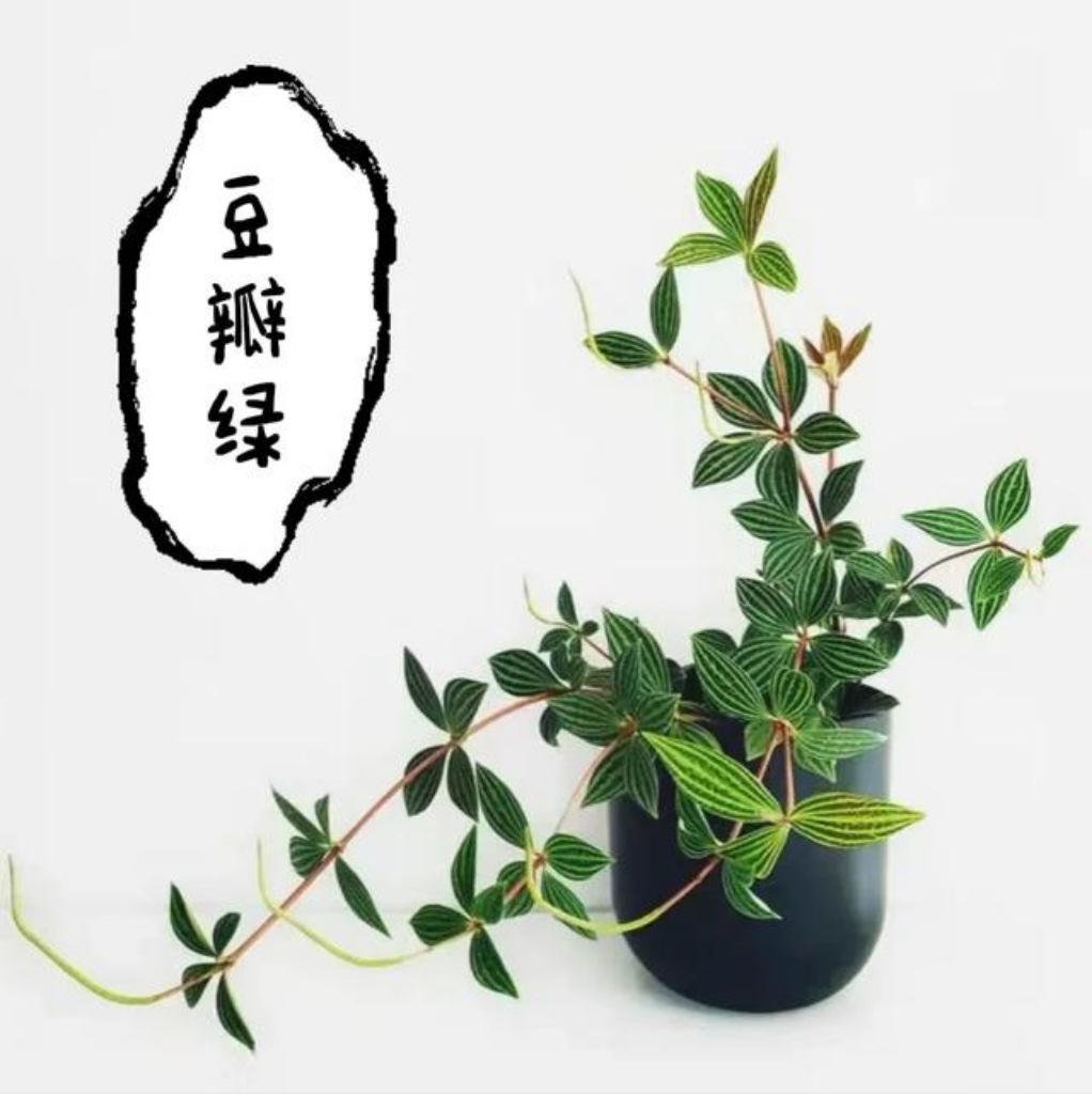 刚装修完房子,最适合放置哪些植物