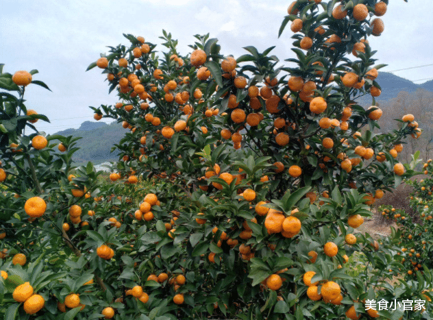 吃“砂糖桔”要注意!现在看还不晚,建议赶快提醒身边的人!