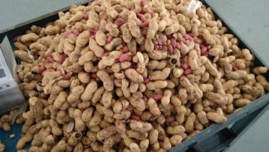 老鼠洞里的粮食被挖了，老鼠会用什么方式自杀？