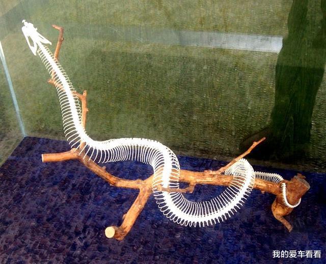 银环蛇|我国陆地第一毒蛇，天生胆小不敢攻击人，为何“咬着”钓鱼人不放