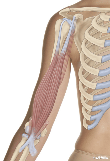 经络|【筋膜线与经络】上肢前向筋膜线与手太阴肺经