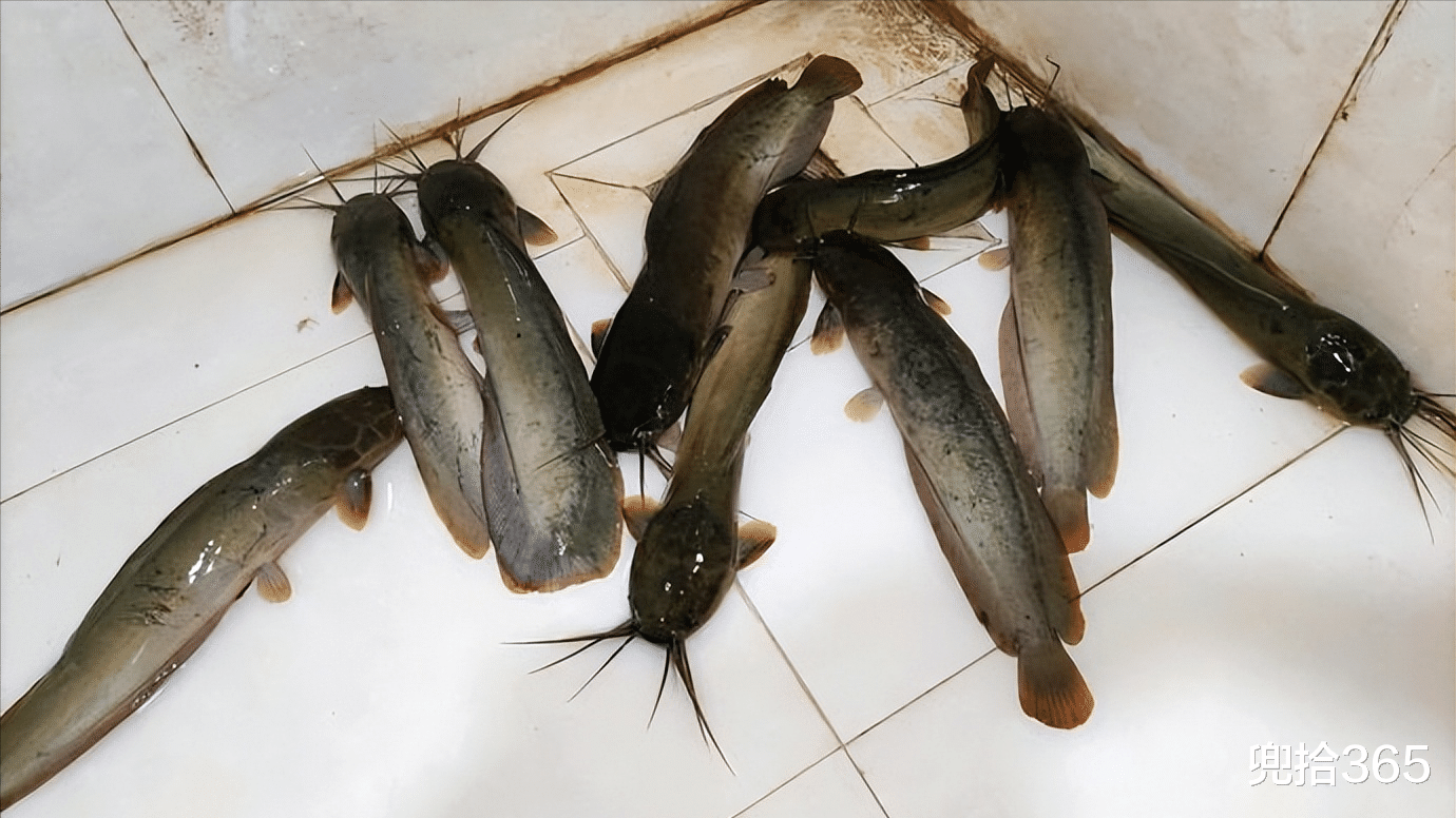 深水区|广东一男子野钓爆护,发到朋友圈却遭众人不屑,到底是怎么回事?