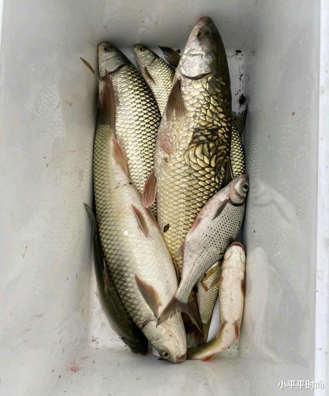 珠江|男子珠江里钓起“怪鱼”，越看越恶心，网友：不影响口感