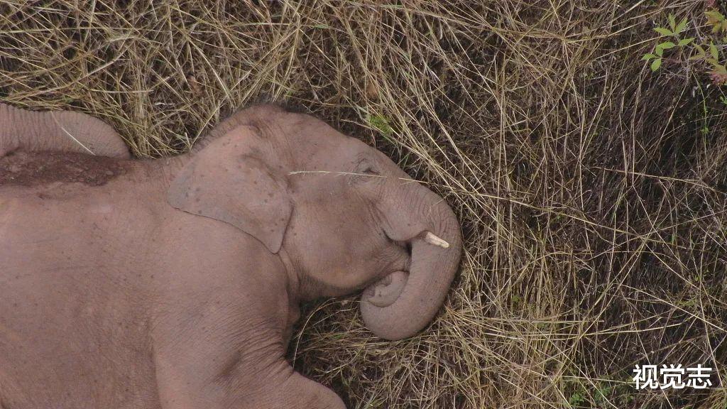 央视春晚|让这群大象走上春晚,是国人17个月的浪漫