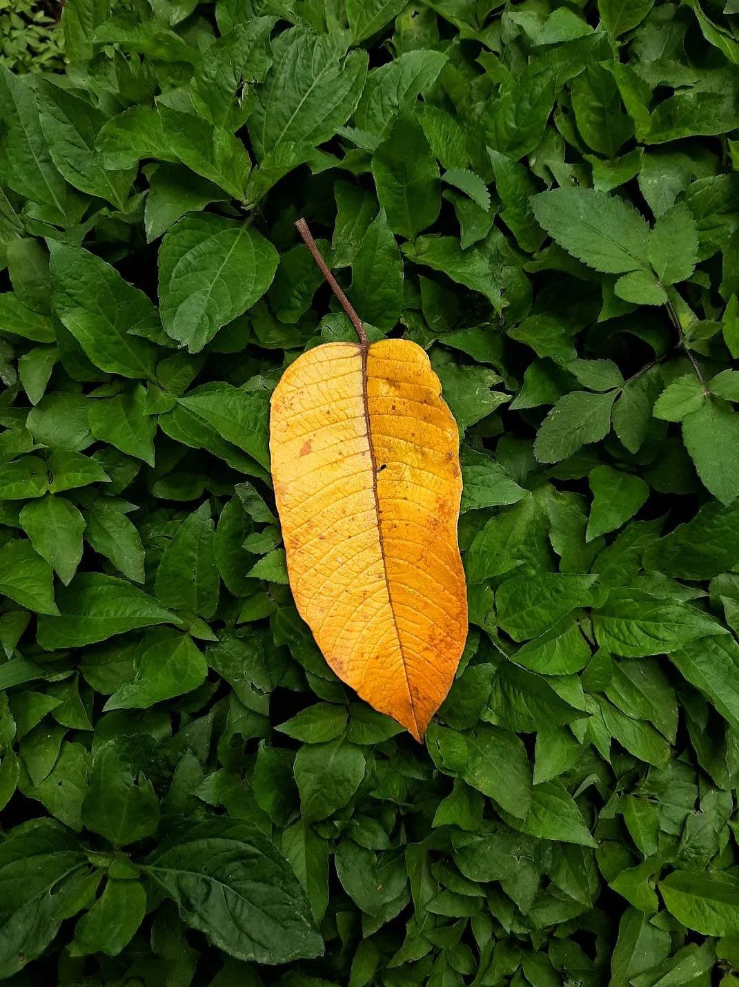 摄影技巧:一片树叶的多种拍法,美爆朋友圈!