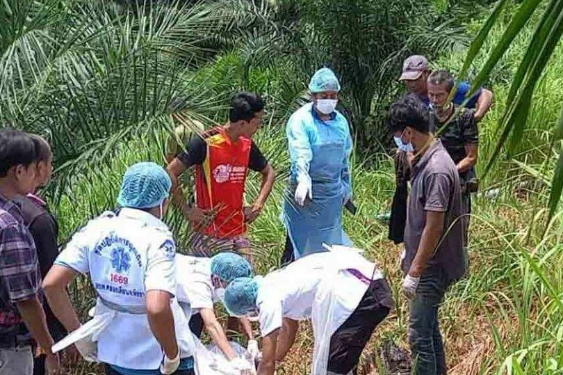 泰国大象高温下被迫劳动，暴怒将主人撕成两半，为何不用拖拉机？