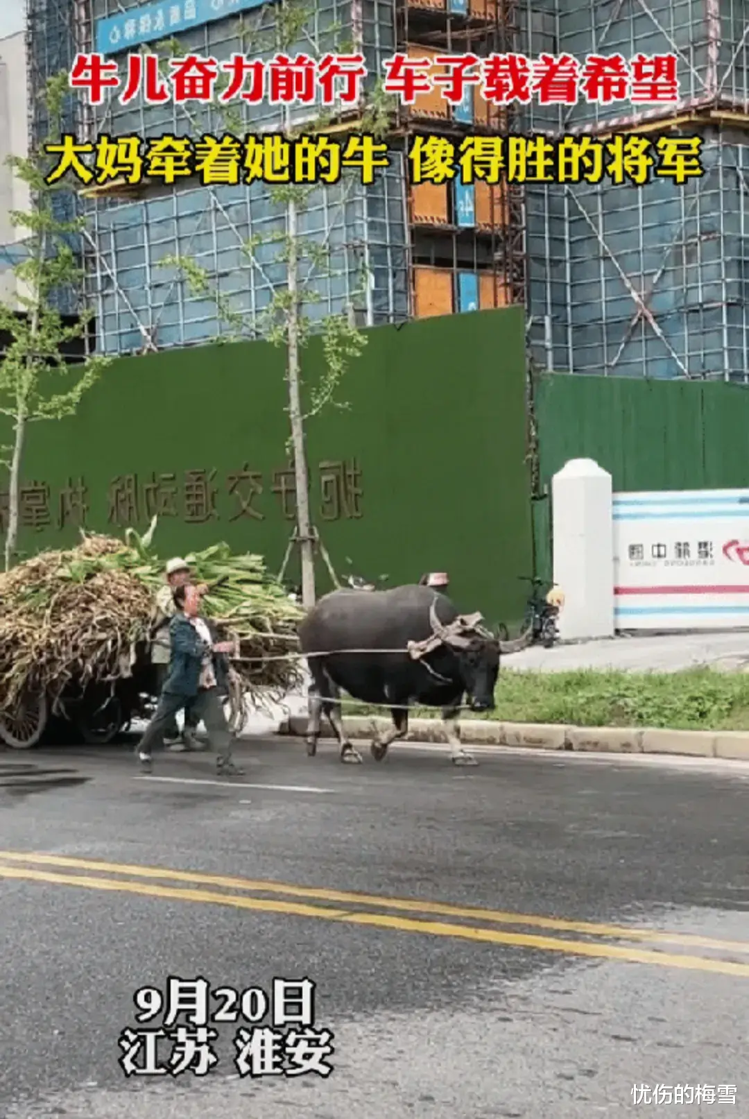 难道这是班师回朝！？大妈牵着水牛，大爷双手紧握驾车，他们走路带风，像是得胜的将军